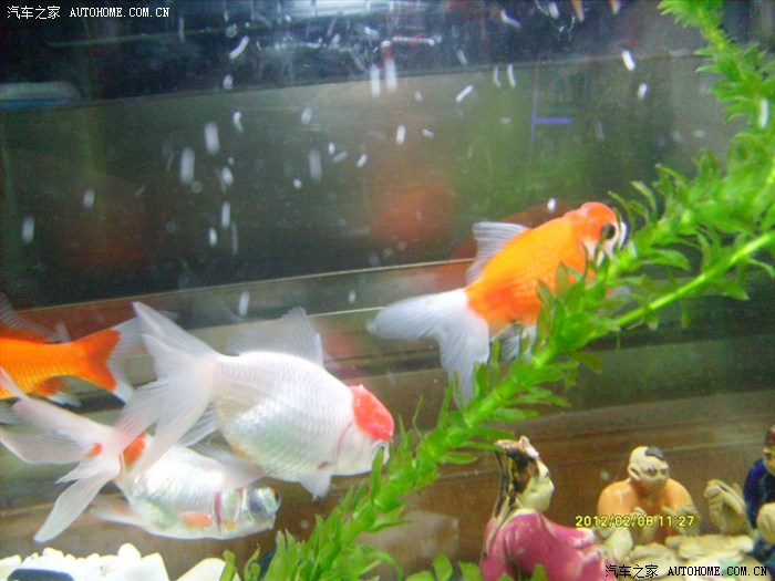 【图】冬天,金鱼头上长白点,诚请高手解疑。