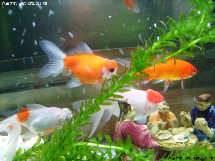 【图】冬天,金鱼头上长白点,诚请高手解疑。