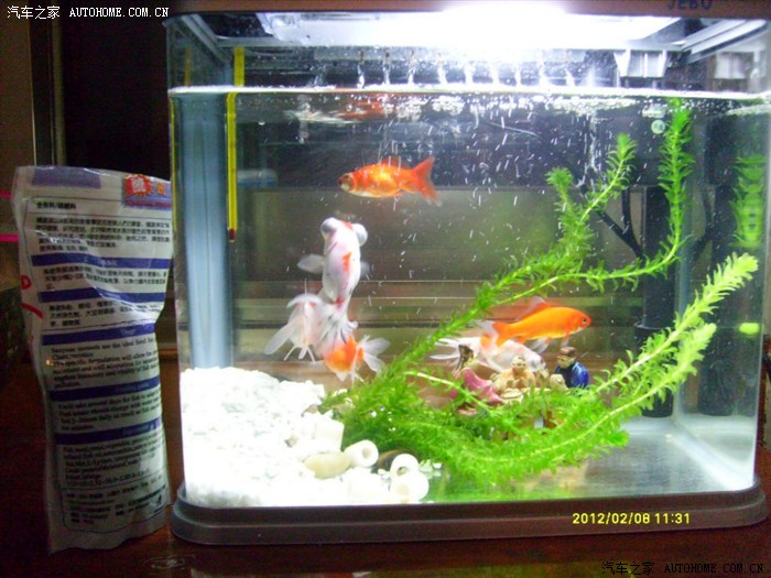 【图】冬天,金鱼头上长白点,诚请高手解疑。