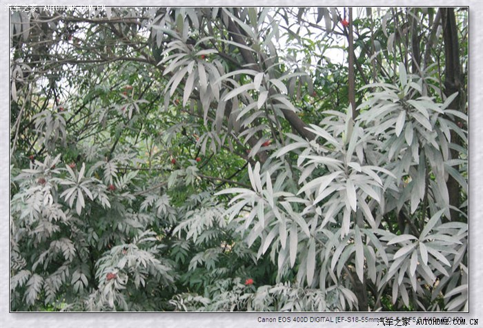 寻寻觅觅寻不见杨幂,草草花花找不见桃花-花花