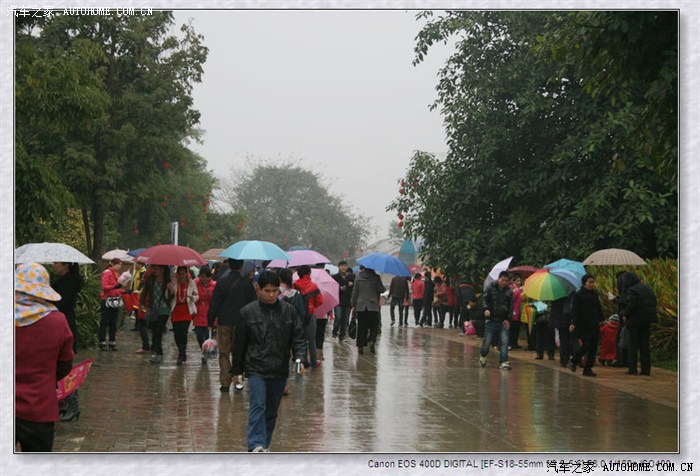 寻寻觅觅寻不见杨幂,草草花花找不见桃花-花花