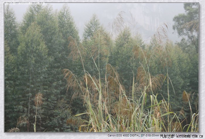 寻寻觅觅寻不见杨幂,草草花花找不见桃花-花花