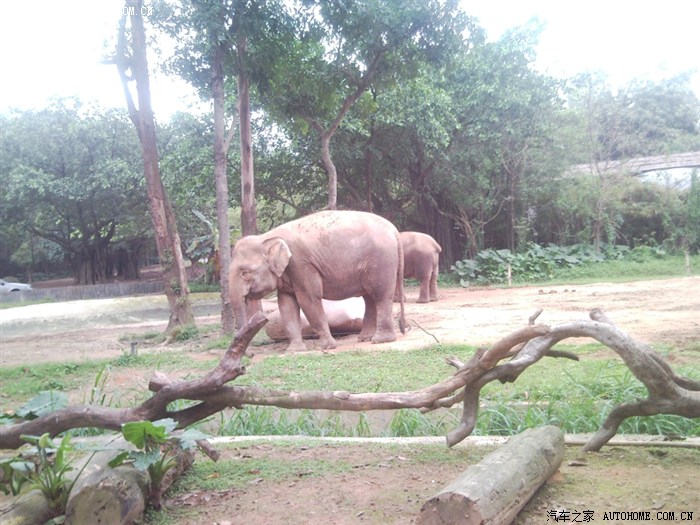 【图】自驾番禺香江野生动物园随拍