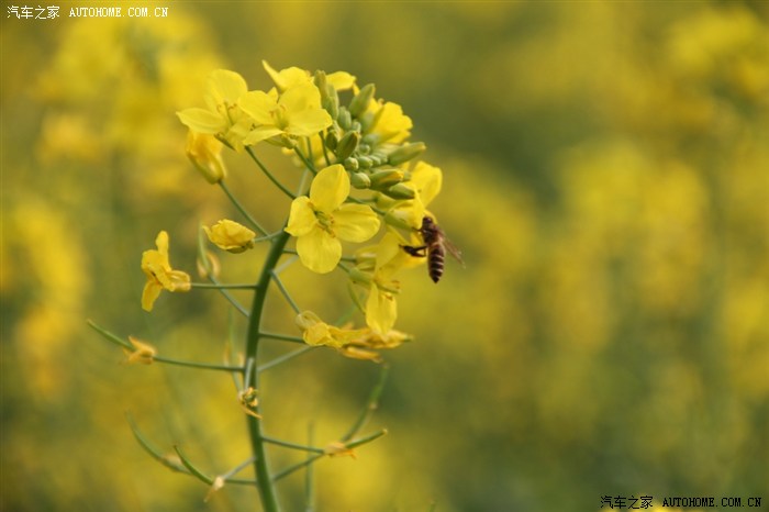 【图】手机导航在车内无信号,求助!_传祺GA5