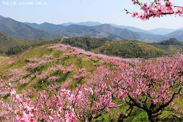 【图】自驾浙江上虞丰惠赏梅、吃土鸡、摄影活
