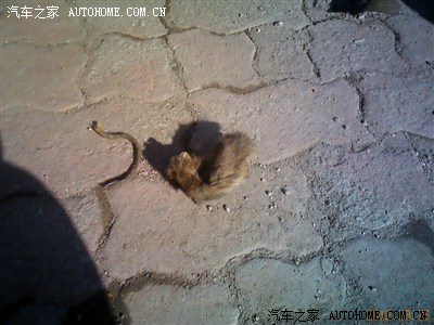 发动机故障灯亮,发动机抖动…开盖检查,结果太