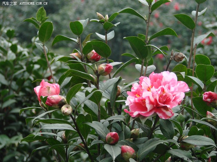 【图】茶花之乡