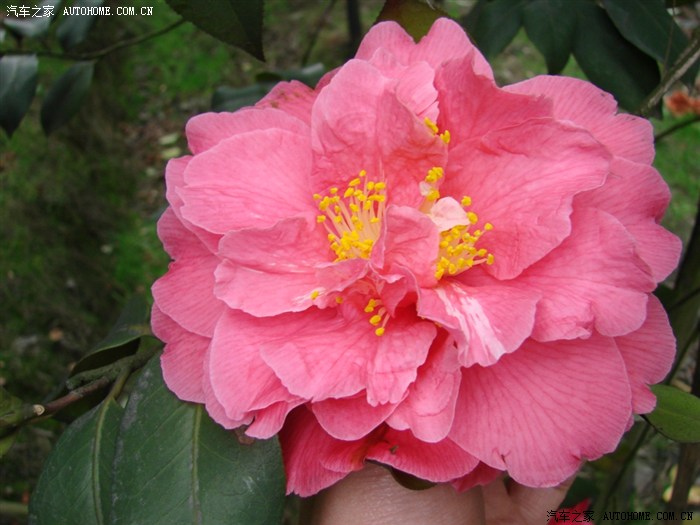 【图】茶花之乡