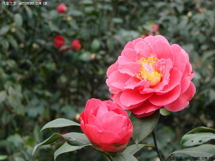 【图】茶花之乡