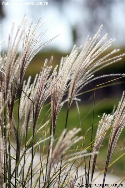 【花卉】新人。 入门单反狗头随拍花草集中贴