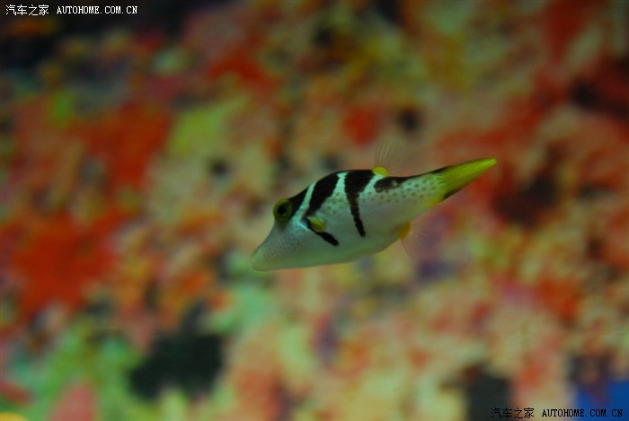 【图】休闲小游游 上海海洋水族馆 鱼儿游啊游