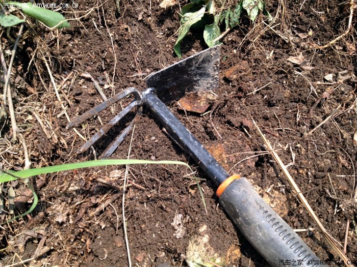 【图】只要锄头舞得好,哪有折耳根挖不倒…