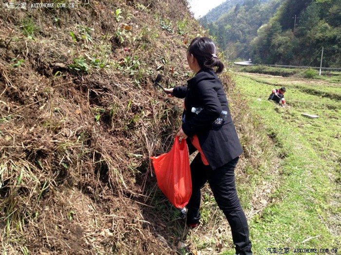 【图】只要锄头舞得好,哪有折耳根挖不倒…