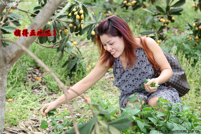 枇杷果园摘野菜——有美女哦!