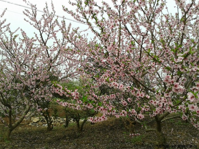 【图】2012。樱桃花开。、别理解错了哦。、