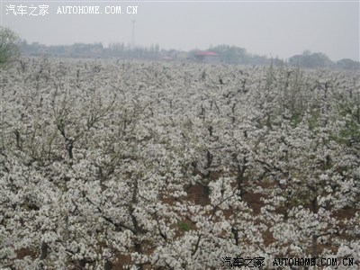 梨乡水城——河北魏县梨花节