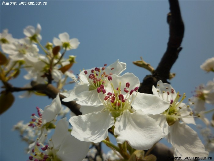 {梨花谢了}.