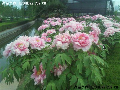 唯有牡丹真国色,花开时节动京城--洛阳牡丹花会