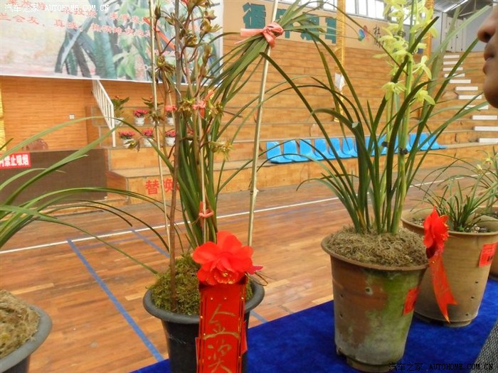 4.21日毕节市兰花,古玩奇石展