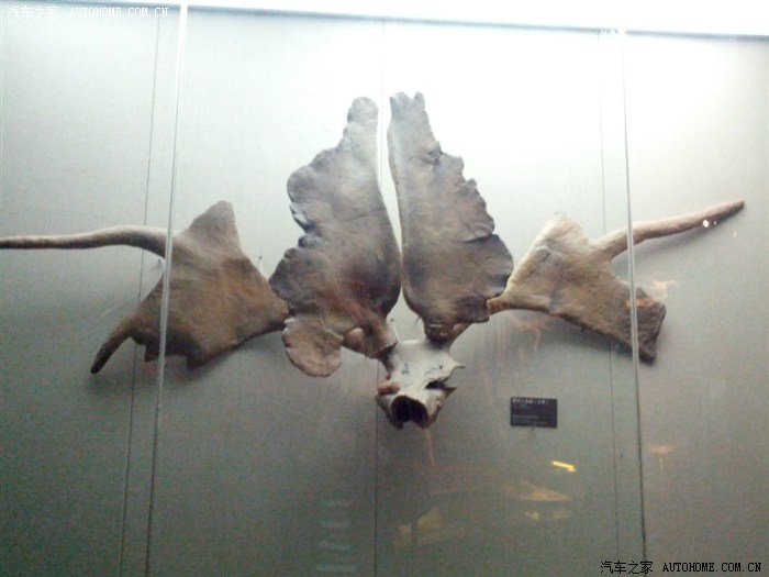 禁止拍照,偷照。吐鲁番楼兰干尸。人的骨头。