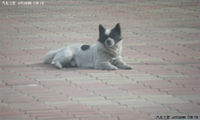 终于明白了什么叫狗咬吕洞宾不识好人心