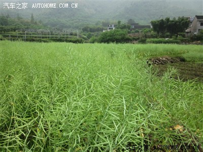 五一绍兴逍客群活动--上虞摘樱桃(图片更新完毕