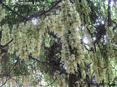 清明节 东莞清溪大王山森林公园赏花行----有美女哦