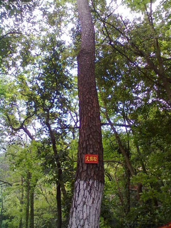 【图】踏青好去处--江门杜阮观音山(免费版)