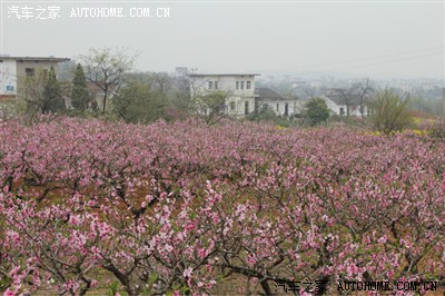 四月春意盎然时 当涂园艺桃花节