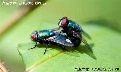 车上有很多苍蝇屎,怎么搞?