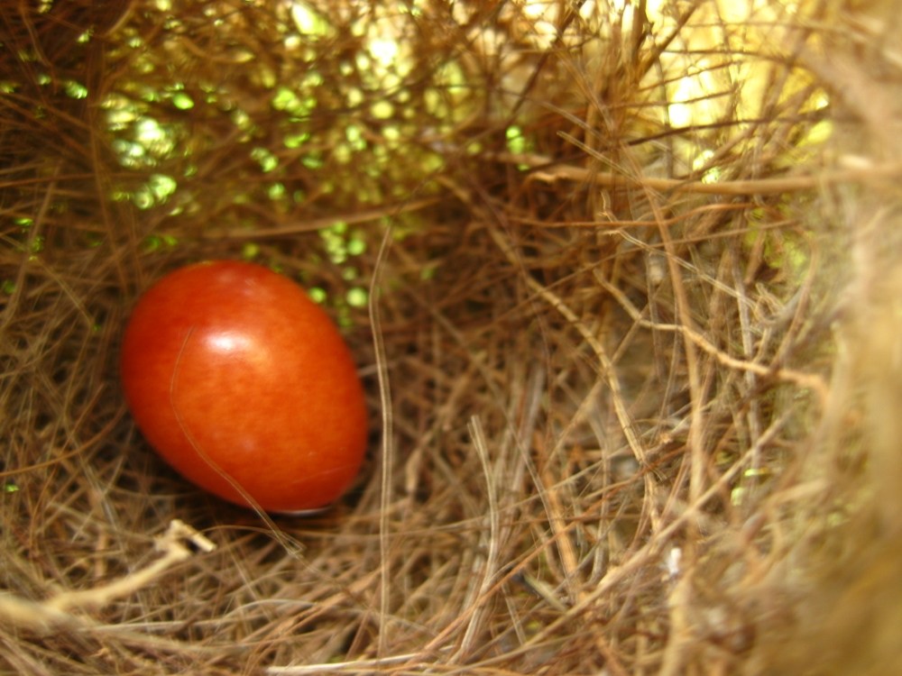 【图】在路边捡到一麻雀,不忍心丢掉,决定喂养