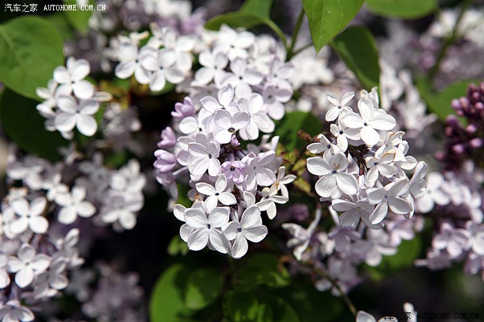 【东风日产逍客杯】汽车之家车友 五一自驾游