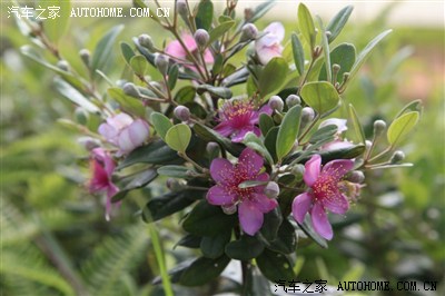 2012,稔花烂漫无人知(附去年摘果图片及泡的酒(42楼)6.28更新)
