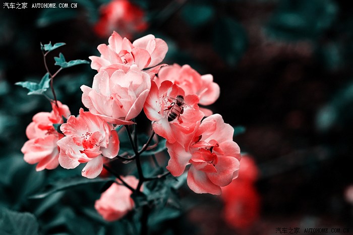 【图】铅笔素描+阿宝色调出的花朵也很好看!