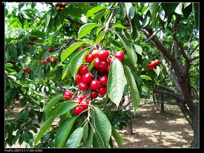 【图】感谢蚁言大哥--樱桃小记