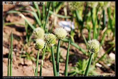 【花卉】新人。 入门单反狗头随拍花草集中贴