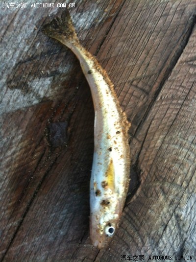 新人前来报道。首次海外论坛发作业。源于俄罗