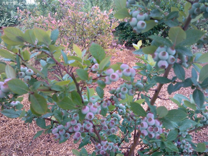 【图】蓝莓原来是这样子的_宝马5系论坛