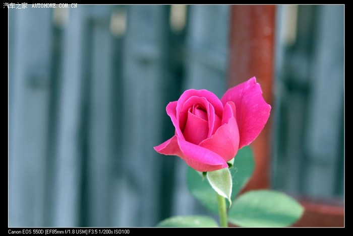 【图】【花卉】新人。 入门单反狗头随拍花草