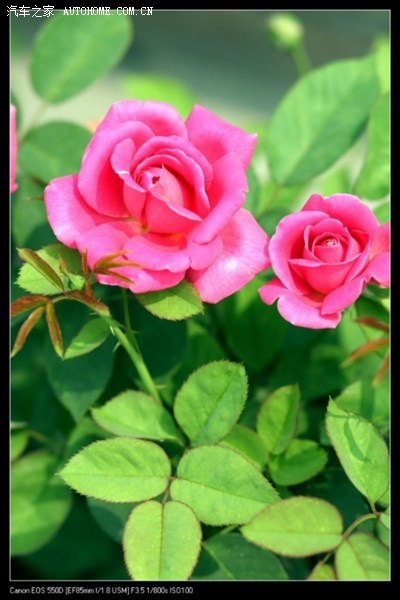 【花卉】新人。 入门单反狗头随拍花草集中贴