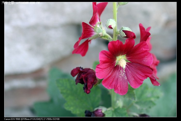 【图】【花卉】新人。 入门单反狗头随拍花草