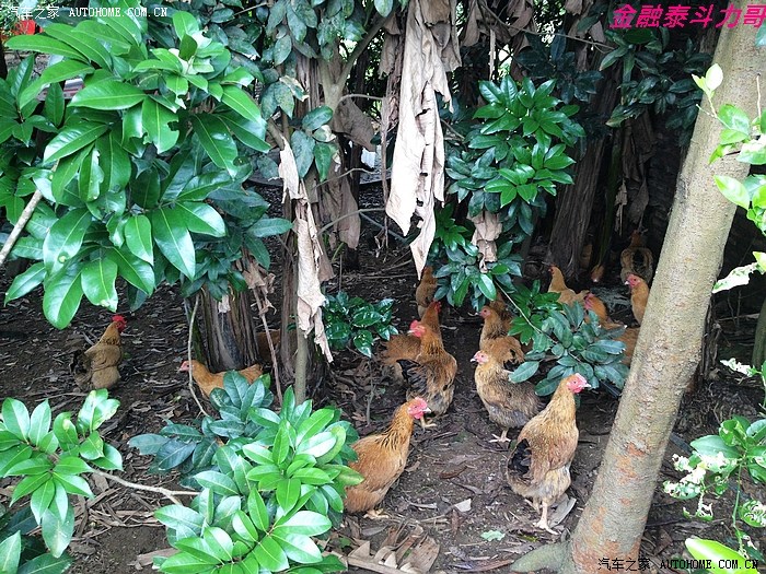 车系短途自驾踩点~美丽的惠州金钱龟养殖基地