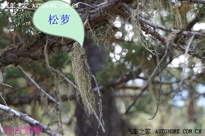 这个松萝 很多人用来煲汤 还可以泡酒 用来治疗风湿 漫步在原始森林里