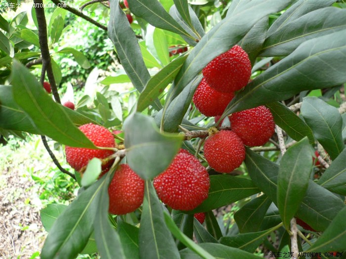 【图】2012-6-17苏州西山采杨梅_马自达6论坛