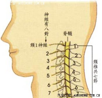 【图】长时间开车要特别注意你的颈椎