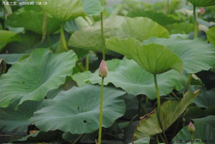 【图】假期的爱国主义教育,狼牙山---白洋淀_雪