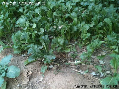 苔菜  