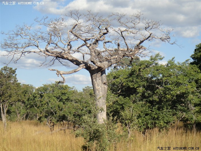 【图】非洲赞比亚Kafue National Park卡富埃国