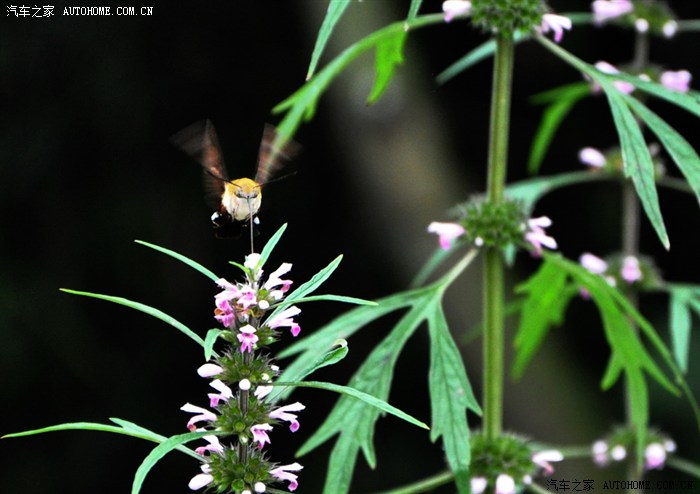 【图】一日千里回老家 游重庆武隆天坑地缝 丰