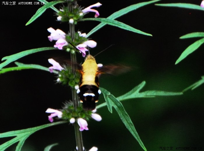 【图】一日千里回老家 游重庆武隆天坑地缝 丰